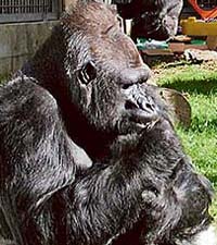 Koko in a pensive mood