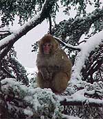 A monkey sits on a tree covered with snow 