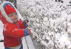 The child appears to be plucking snow in bloom in a flower bed in Shimla