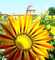 The Mughal Garden of Rashtrapati Bhavan presents a riot of colour with the flowers, particularly the sagania, in full bloom in the Capital on Thursday.