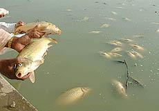 Dead fish float in the sarovar of Ram Tirath Temple, 15 km from Amritsar, on Monday.