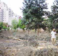 Trees felled in a public park in South City in Gurgaon.