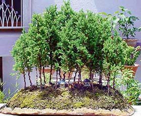 Bonsai Mango Tree
