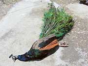 The peacock, which succumbed to a gunshot wound, at the office of the wildlife range in Sundernagar on Friday.