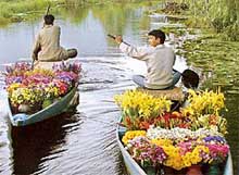 Kashmiri flower vendors row their boats to supply flowers to tourists in the interiors of the Dal Lake in Srinagar on Saturday 