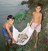 Children of Aulakh Bet village busy netting dead fish from Sarri, a tributary of the Beas in Gurdaspur, where thousands of fish and few turtles have perished following poisoning of rivers waters.