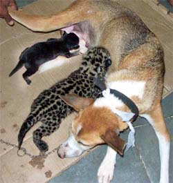 Juhi, a female Jaguar cub, is being fed by her surrogate mother, a bitch, after her mother turned violent and ate one of her cubs, at Nehru Zoological Park in Hyderabad on Sunday