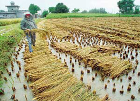 A distressed farmer of Dhamai village in Hoshiarpur looks at the damage caused to his harvested paddy by heavy rain on Monday.