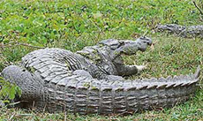 It is sun-bathing time for this crocodile at the Crocodile Breeding Centre, near Kurukshetra, on Tuesday.