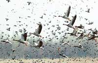 Please do not disturb: A flock of migratory birds flies away at the drop of even a leaf over the waters of Hokersar Wetland, which has an area of 14 sq km about 12 km north of Srinagar, which has been attracting lakhs of birds from colder region during winter months.