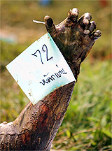 A tag is placed around a deceased persons wrist so that the body can be identified among hundreds outside a temple in Thaplamu, nearly 100 km north of the Thai resort island of Phuket on Wednesday. 
