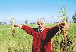 'All has gone,' says Ashok Kumar, a farmer of Khera Gajju village in Patiala district while standing in his hailstorm-devastated wheat field on Wednesday.
