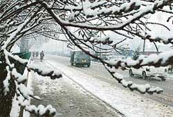 Branches are covered with snow after a heavy snowfall in Srinagar on Friday. 