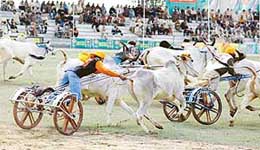 A tense moment during the bullock cart race in the 70th Kila Raipur Rural Games near Ludhiana on Sunday.