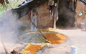 A migrant labourer prepares 'gur' near Ludhiana.