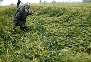 Inclement weather has become a cause of worry for the farmers in Punjab. A farmer watches his flattened wheat crop at a village near Jalandhar on Friday
