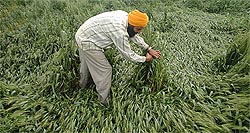 A farmer examines his wheat crop damaged by rain in Gakhal village in Jalandhar district on Monday. 