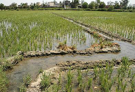 Farmers transplanting paddy two months ahead of the Punjab Agricultural University’s schedule.
