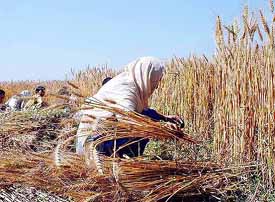 Migrated labourers carry out manual harvesting of wheat in one of the villages in Ludhiana district on Monday.