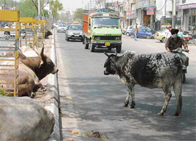 Stray cattle roam freely on roads posing a threat to smooth vehicular traffic flow in Ludhiana on Saturday