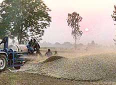 Thick clouds of dust billow out of a thresher, reducing visibility considerably in a village near Mahilpur on Sunday.