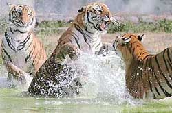 Royal Bengal tigers take a splash in a pool to beat the heat at the Chhat Bir Zoo, near Chandigarh, on Wednesday. 