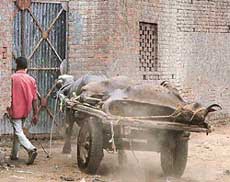 A labourer carries a cartload of buffalo carcasses into a makeshift slaughterhouse in Saharanpur on Monday.
