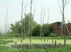Eucalyptus trees of the Railways Department have perished due to untreated water released from factories at Suranussi in Jalandhar.