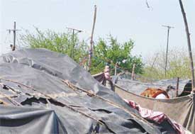 Bamboo sticks are being used as electric poles to steal power in Shaheed Bhagat Singh Nagar, E Block in Ludhiana