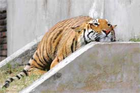 Even the king of the jungle can be bogged down by heat wave! A tiger rests in Tiger Safari, Ludhiana, as the mercury continues to soar in the region on Thursday