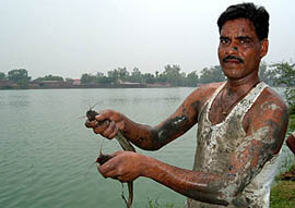 A labourer shows mangur fish caught from a village pond in Rampura Phul on Thursday.