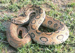 Russell’s viper is among the commonly found snakes