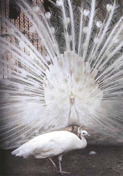 A peacock displays its feathers to impress a peahen in a zoo in New Delhi