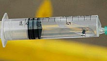 Fly in disposable syringe.