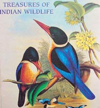 Front cover: Black-capped Kingfisher Halcyon piletta (Boddart). Painted by John Gould & Henry C. Richter.