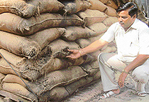 Wheat stored at a rice sheller in Amritsar by the District Food and Civil Supplies Controller is now unfit for human comsumption.