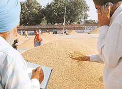 An official inspects the quality of grain as procurement of paddy begins in Khanna, with new specifications on Wednesday.