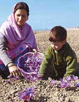 A Kashmiri woman with her kid picking flowers from a saffron field at Konibal Pampore, 16 km from Srinagar, on the Srinagar-Jammu national highway, on Sunday