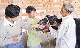 An electronic chip is administered to a buffalo in Karnal.