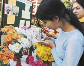 Chrysanthemums on display during the flower show at Punjab Agricultural University, which was inaugurated by the Vice-Chancellor, Dr KS Aulakh, in Ludhiana