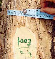 A tree with girth below 61 cm has been been marked for felling, in violation of the norms, by the forest contractor in the Donera range, Pathankot division.