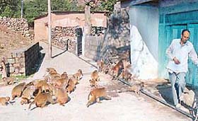 A passerby in a deserted lane of Chirai village in Udhampur district tries to avoid the monkeys attention