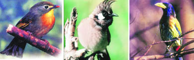 Red-billed leiothrix, Himalayan Bulbul and Great Barbet