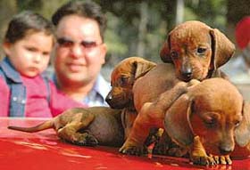 A man shows pups to his child at the dog show, which was held at the Leisure Valley in Chandigarh