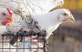Sold chickens peer from their cages at the Ghazipur poultry market in New Delhi