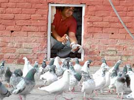 A man sprays disinfectant on his pigeons in Ludhiana