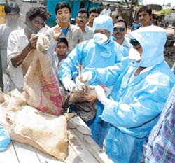 Government officials collect poultry to be culled from Amodha village around Jalgaon district of Maharashtra