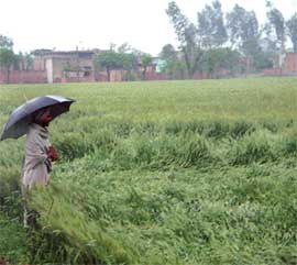 A farmer looks at the flattened wheat crop at Jandali Kalan village near Ahmedgarh.