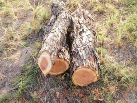 A khair tree felled illegally in Kukanate village in the Dholbaha range.