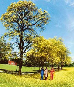Women walk on a yellow carpet of flowers enjoying the bounty of spring at the Leisure Valley in Sector 10, Chandigarh